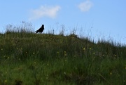 19th Jun 2020 - hooded crow