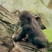 Baby gorilla by monicac
