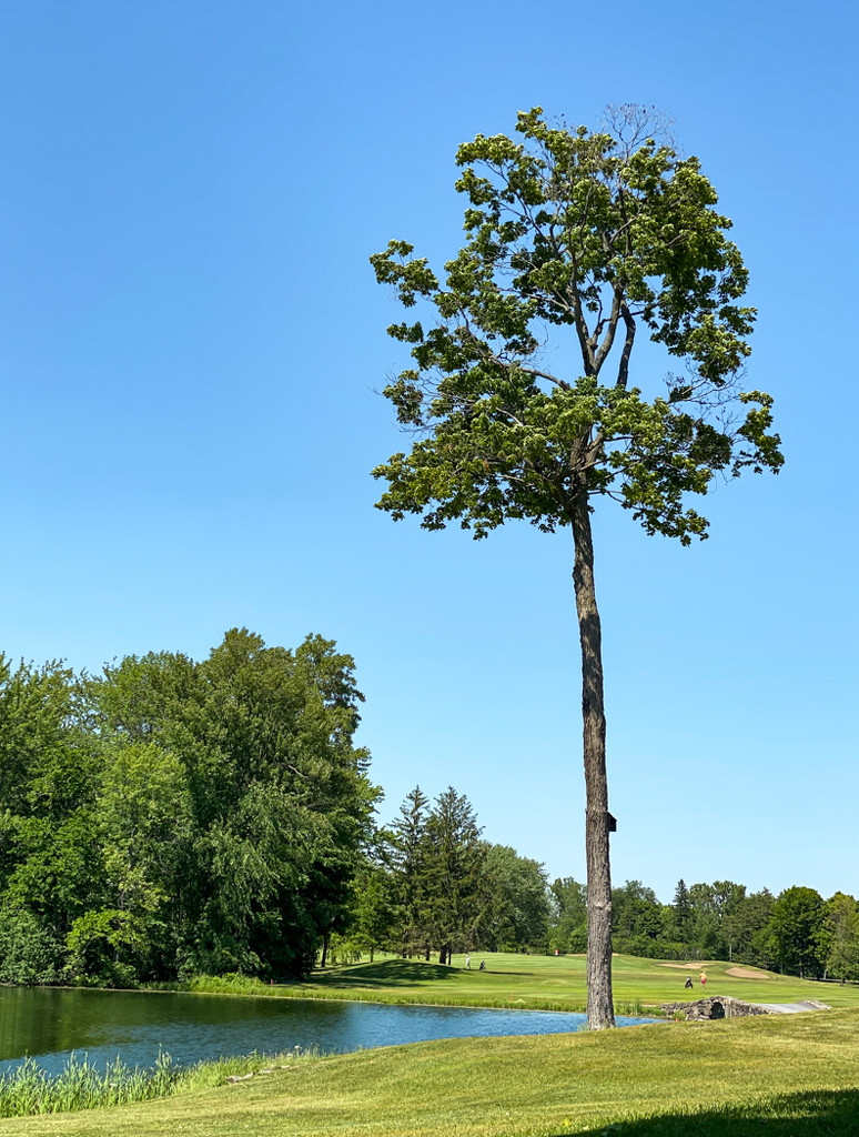 Tall Thin Trunked Tree by sprphotos
