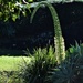 Swan’s Neck   agave attenuata ~ by happysnaps