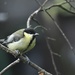 RK3_9176 Young great tit by rosiekind