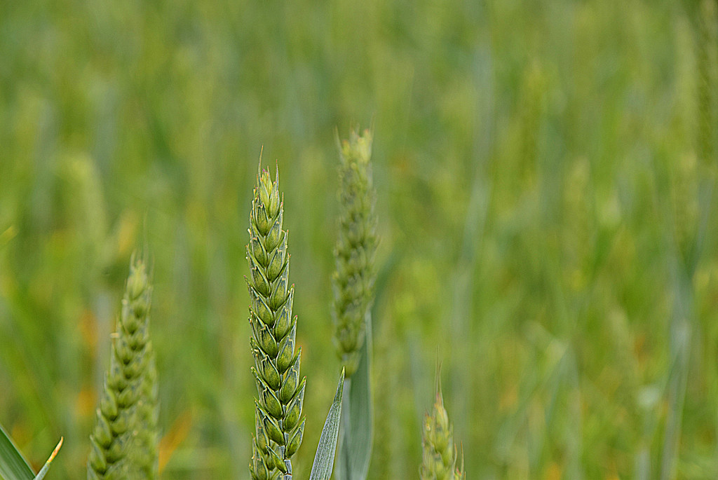 Wheat by ianmetcalfe