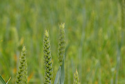18th Jun 2020 - Wheat