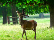 19th Jun 2020 - Wollaton Deer.
