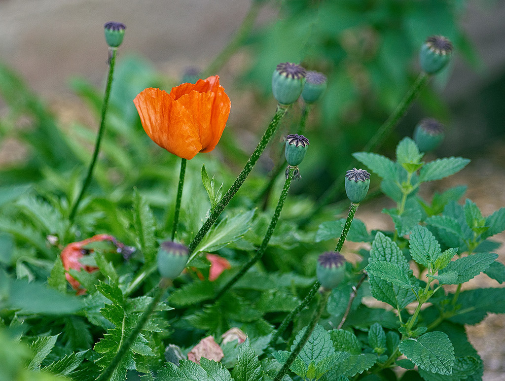 Poppies Past and Present by gardencat