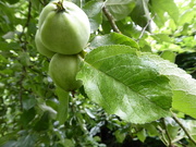 18th Jun 2020 - little green apples in the orchard