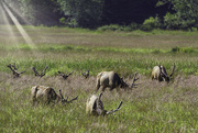 19th Jun 2020 - Elk Racks In the Grass 