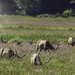 Elk Racks In the Grass  by jgpittenger