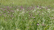19th Jun 2020 - pale purple coneflower 