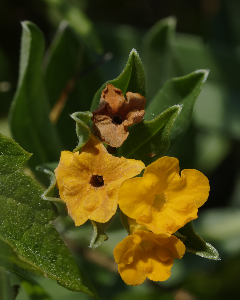 hoary puccoon by rminer