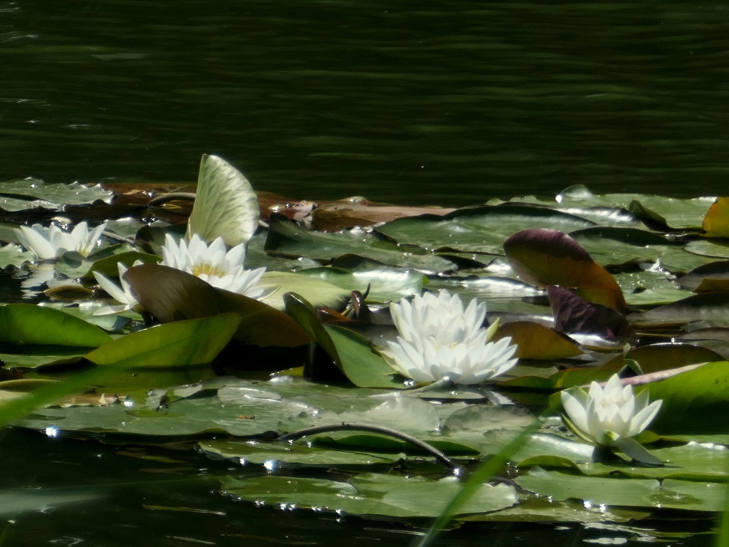 Water-Lily by gaf005