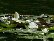 19th Jun 2020 - Water-Lily
