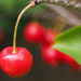 Cherries by bizziebeeme