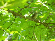 19th Jun 2020 - Sparrow in Maple Tree