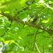 Sparrow in Maple Tree by sfeldphotos
