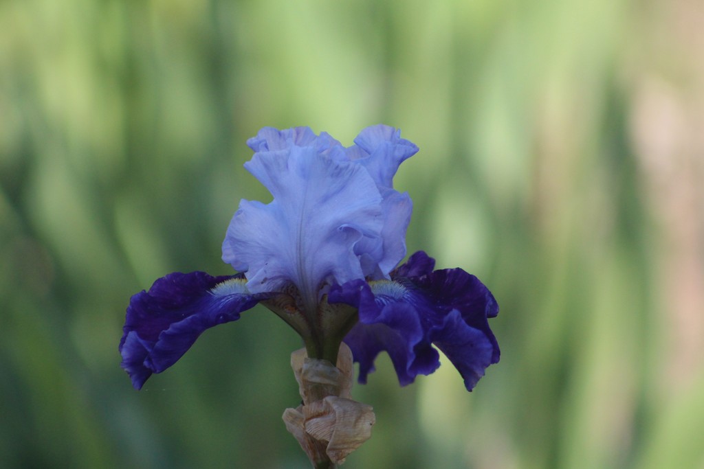 Blue Iris by paintdipper