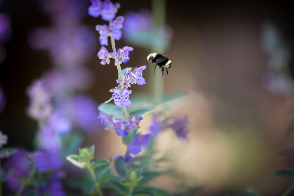 Pollination by nicoleweg