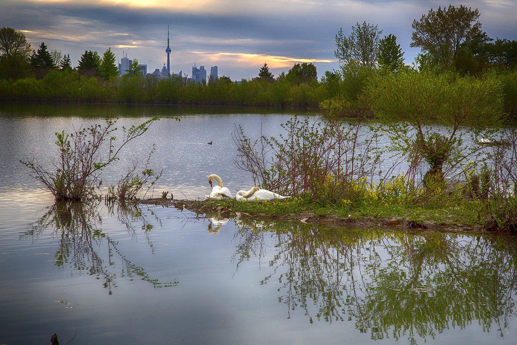 Swan Lake Sunrise  by pdulis