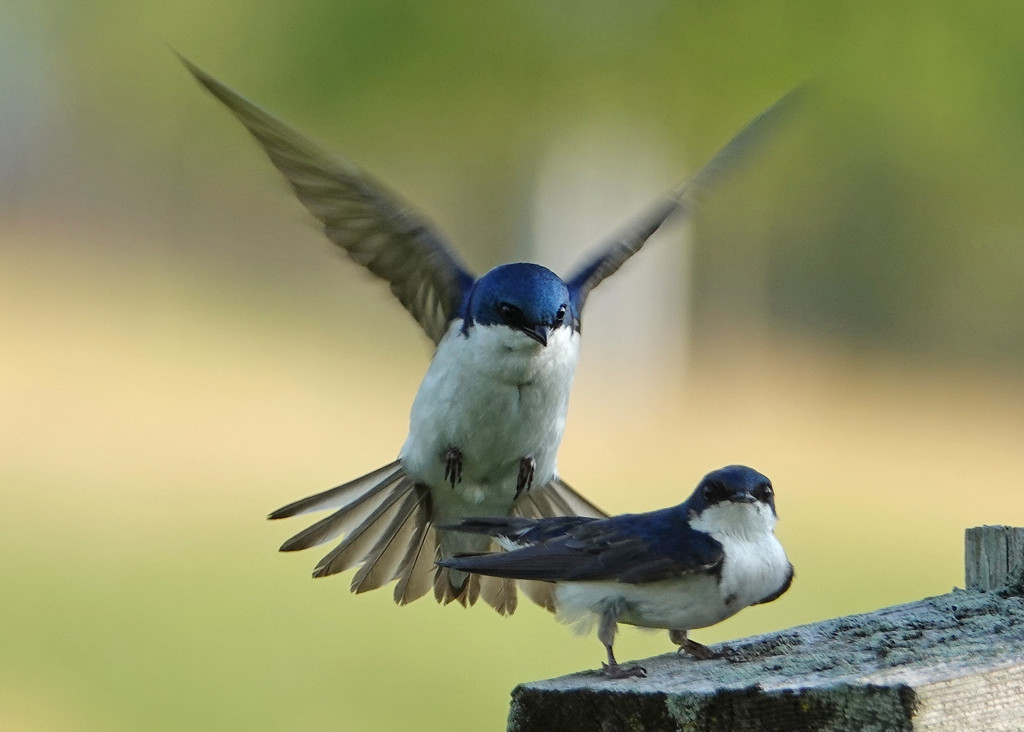 Tree Swallows Mating by annepann