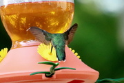 17th Jun 2020 - Hummingbird At The Feeder