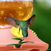 Hummingbird At The Feeder by randy23