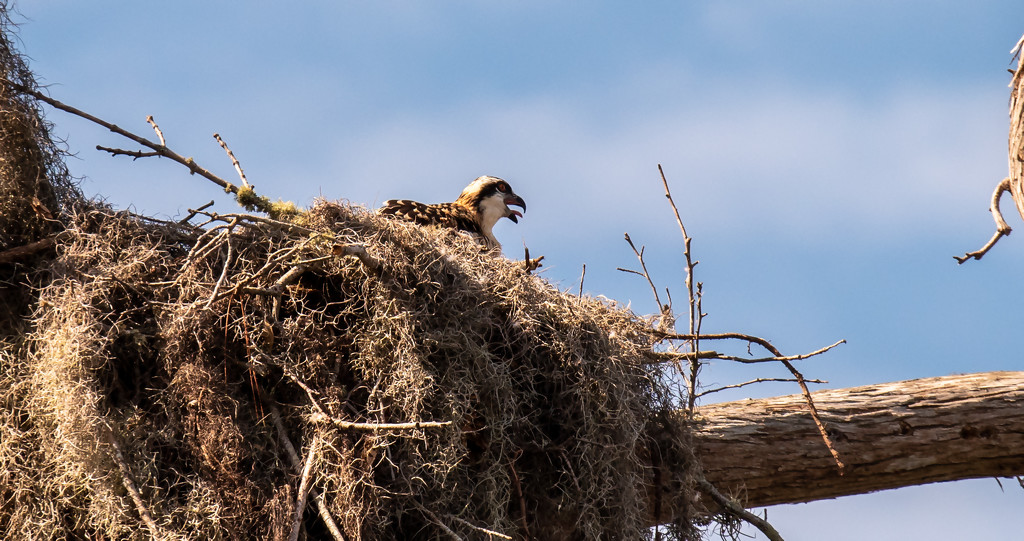 Baby Osprey on Top of the Nest! by rickster549