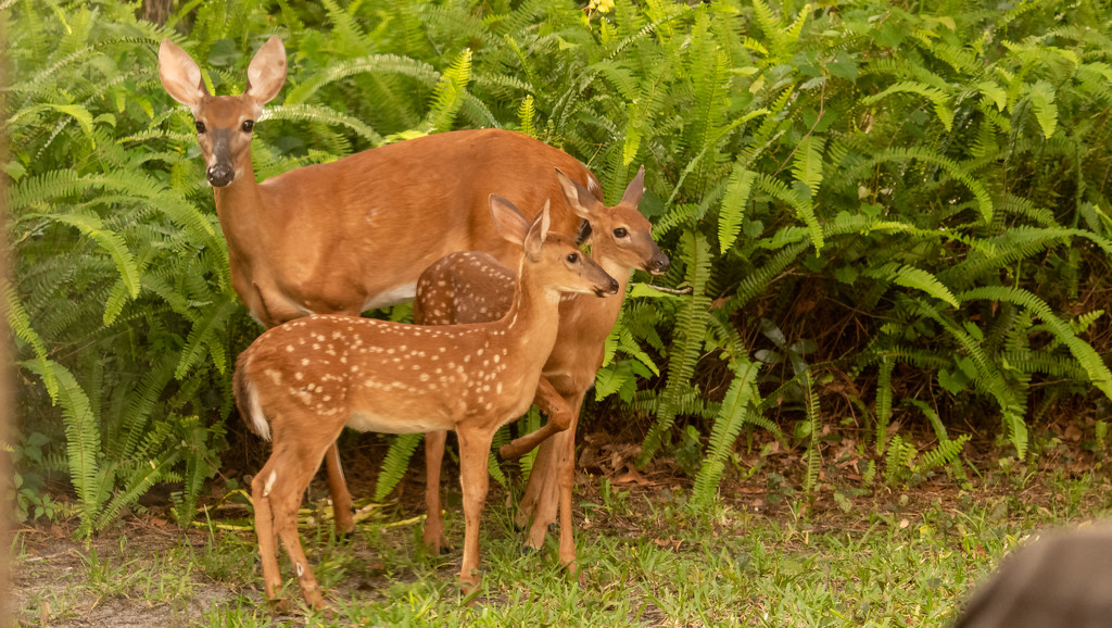 Deer in My Backyard! by rickster549