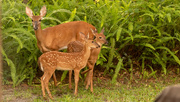 19th Jun 2020 - Deer in My Backyard!