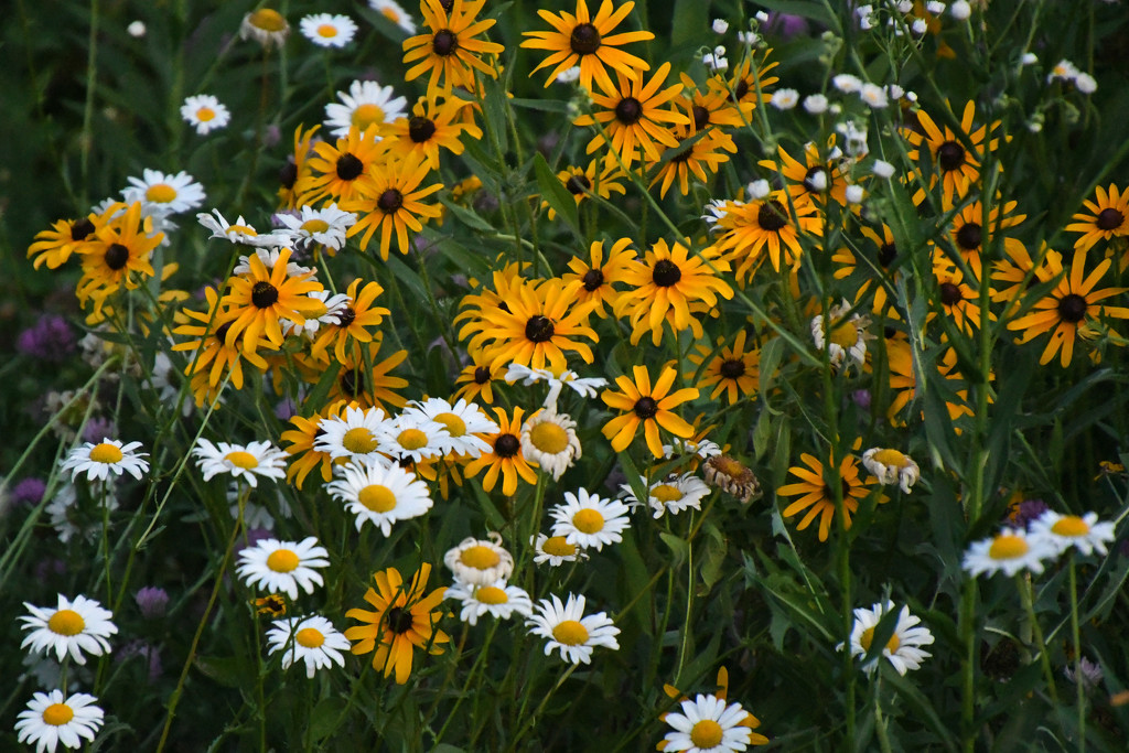 Wildflowers by kareenking