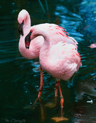 19th Jun 2020 - Flamingo Friday '20 17
