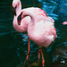 Flamingo Friday '20 17 by stray_shooter