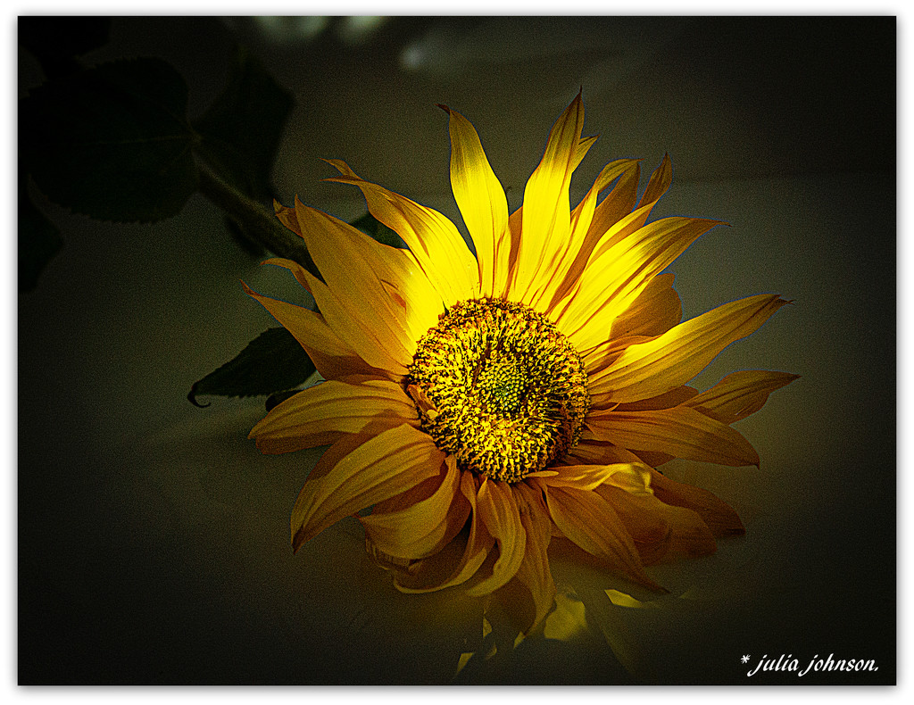 Sunflower Glow.. by julzmaioro