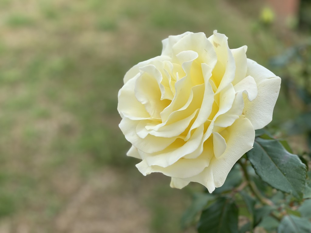 A beautiful yellow rose by cafict