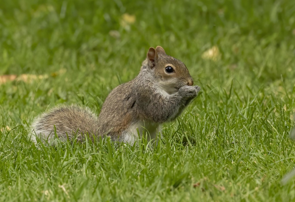 Young Grey Squirrel  by shepherdmanswife