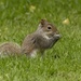 Young Grey Squirrel  by shepherdmanswife
