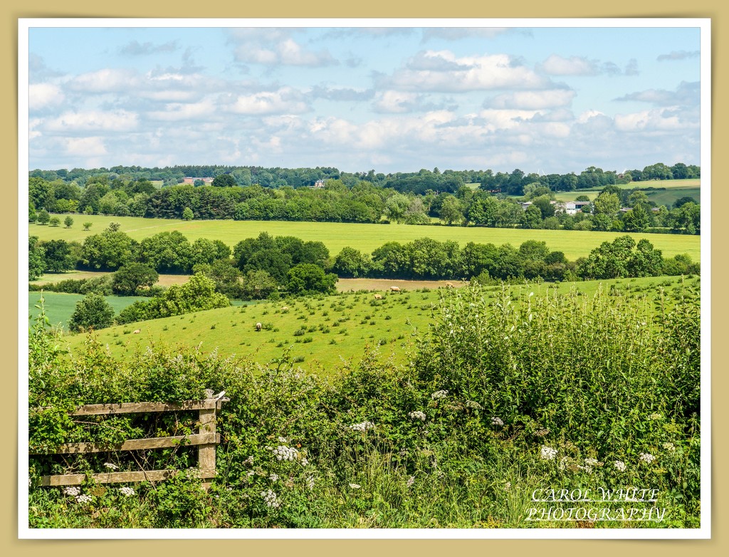 Northamptonshire Landscape by carolmw