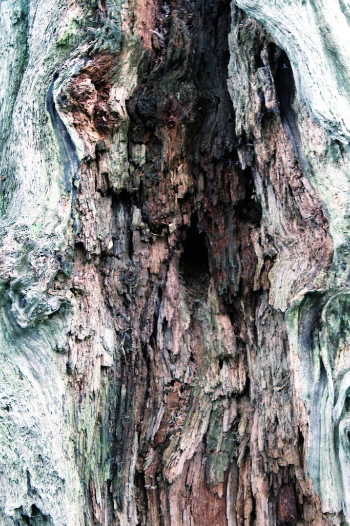 Tree bark by jeff