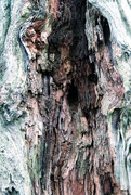 19th Jun 2020 - Tree bark
