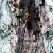 Tree bark by jeff