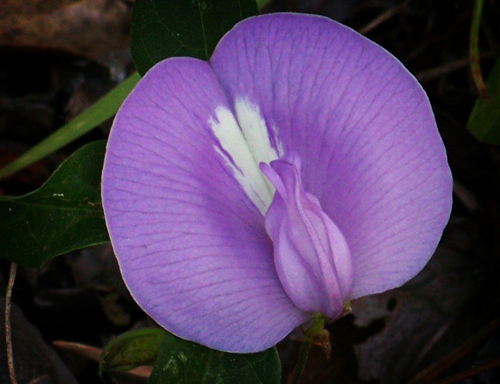 Wild Flower - Centrosema Virginianum by marlboromaam