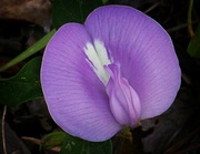 20th Jun 2020 - Wild Flower - Centrosema Virginianum