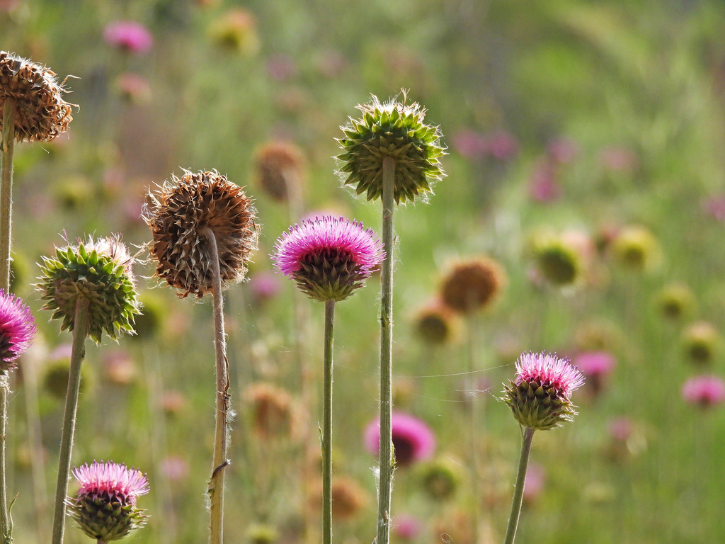 Field of Thistles by janeandcharlie