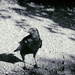 Crow  by rumpelstiltskin