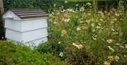 20th Jun 2020 - Bee Hive & Daisys