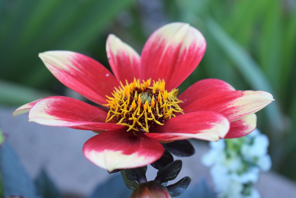 Bicolor flower by sandlily
