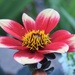 Bicolor flower by sandlily
