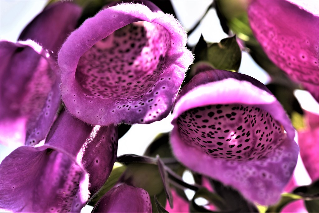 foxgloves by christophercox