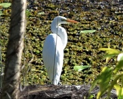 21st Jun 2020 - Egret ..With Eyes Wide Open ~       