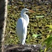 Egret ..With Eyes Wide Open ~        by happysnaps
