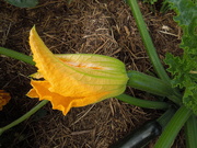 20th Jun 2020 - The problem with the courgette